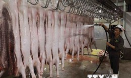 Chính phủ yêu cầu tăng cường quản lý, bảo đảm an toàn thực phẩm