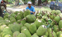 Sau Tết, giá mít Thái tăng hơn 20.000 đồng/kg