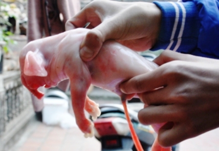 Xôn xao chuyện lợn đẻ ra... voi