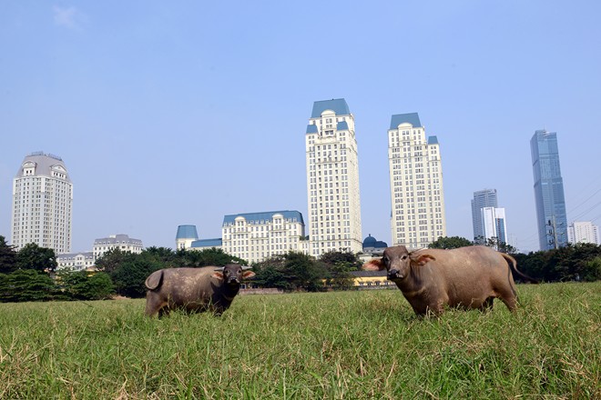 Toàn cảnh hai quận mới của Thủ đô 16