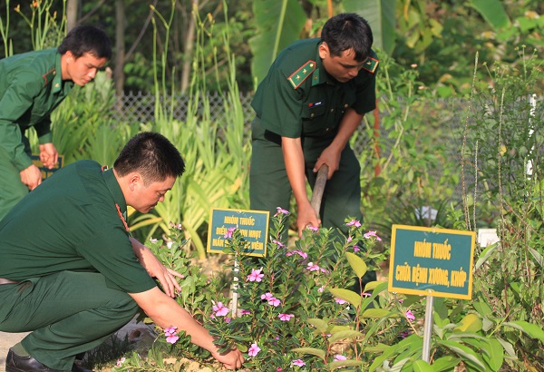 2: Các chiến sĩ Đồn biên phòng Quang Long chăm sóc vườn thuốc Nam.