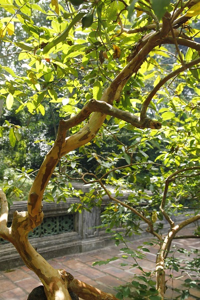 Cây ổi cười bên phải khu lăng mộ vua Lê Thái Tổ có hình uốn lượn như rồng thời Lê