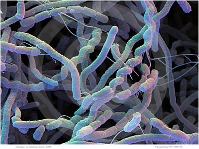 các macrolid được điều chế từ môi trường nuôi cấy vi khuẩn Streptomyces các macrolid được điều chế từ môi trường nuôi cấy vi khuẩn Streptomyces