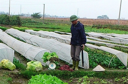 rau-sạch, trồng-rau, rau-an-toàn, làng-rau-vân-nội, thực-phẩm, tiêu-dùng, bà-nội-trợ, mua-sắm