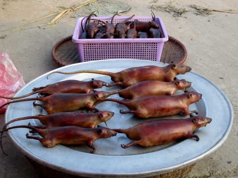 cỗ cưới, thịt chuột, thịt mèo, thịt chó cỗ cưới, thịt chuột, thịt mèo, thịt chó