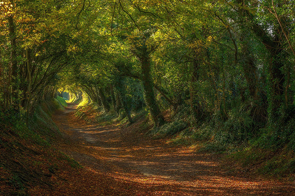 Con đường dẫn đến cối xay gió Halnaker ở Sussex, Vương quốc Anh.