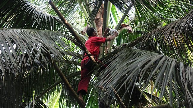 Những quả cọ được chọn lựa từ tự nhiên rất kỹ. Ảnh: www.puris.ch