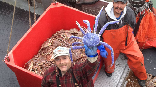 AP-blue-red-king-crab-jt-14071-7929-7430