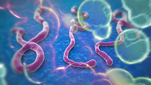Hình ảnh virut Ebola qua kính hiển vi.