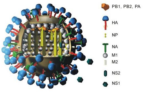 Cấu trúc của một virút cúm A