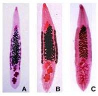 Sán lá gan nhỏ - ảnh Viện Sốt rét Ký sinh trùng, côn trùng Trung ương.