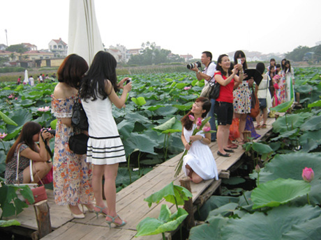 Đầm sen Hồ Tây gặp cảnh chen chúc là điều thường thấy thời gian gần đây.