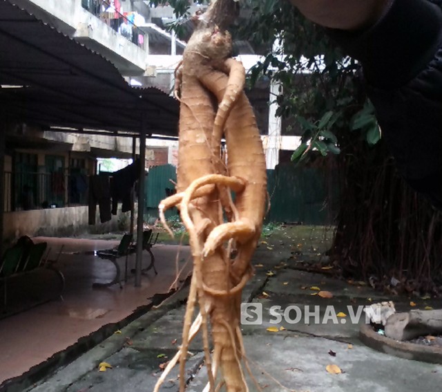 Ăn phải rễ cây lạ giống sâm quý, cả gia đình bị trúng độc