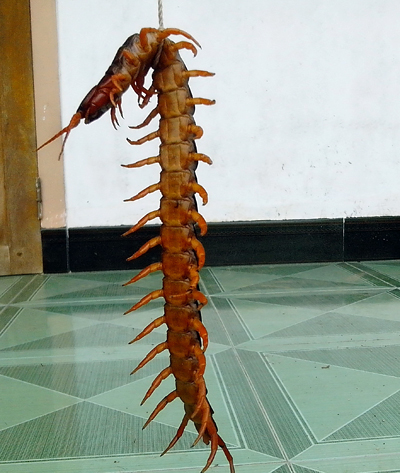 ret-khong-lo-1486-1399077880.jpg