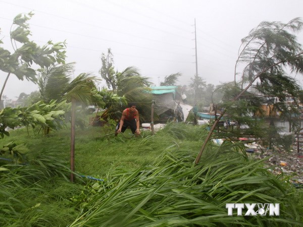 Cây cối đổ rạp do gió bão Rammasun tại tỉnh Cavite, Philippines. (Nguồn: THX/TTXVN)