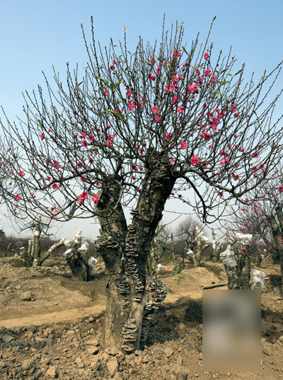 Chiêm ngưỡng những 'siêu cây' tiền tỷ làm náo loạn ngày xuân Chiêm ngưỡng những siêu cây tiền tỷ làm náo loạn ngày xuân
