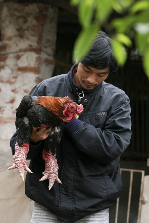 Một con gà trống 4 chân 2 đuôi.