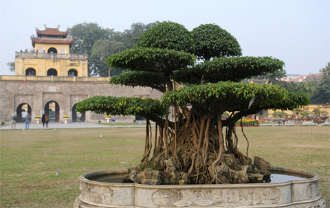 Chiêm ngưỡng những 'siêu cây' tiền tỷ làm náo loạn ngày xuân Chiêm ngưỡng những siêu cây tiền tỷ làm náo loạn ngày xuân