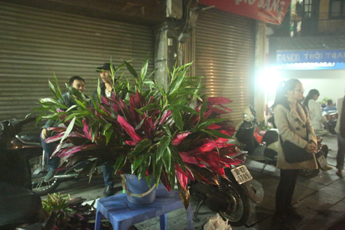 Những cành lộc đầu năm Những cành lộc đầu năm