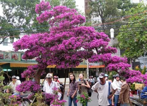 Chiêm ngưỡng những 'siêu cây' tiền tỷ làm náo loạn ngày xuân Chiêm ngưỡng những siêu cây tiền tỷ làm náo loạn ngày xuân
