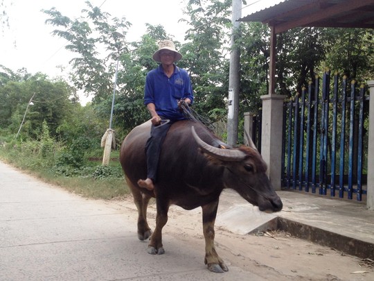 Tin đồn khiến nhiều người bán trâu, sợ trâu, gây hoang mang dư luận