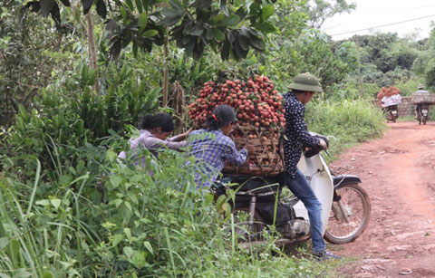 Bắc Giang, Lục Ngạn, vải thiều, rớt giá...