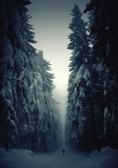 Rừng thông phủ tuyết trắng ở Cộng hòa Czech.