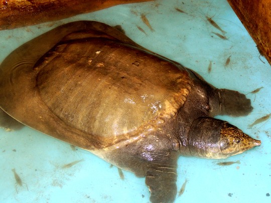Con cua đinh nặng 23,5 kg vướng câu ngư dân