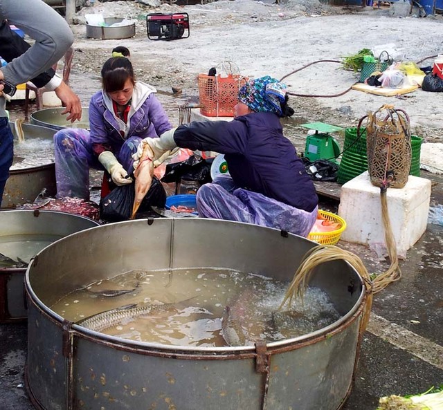 Sau Tết, cá rô phi được bán với mức giá 55.000 đồng/kg, thay vì 35.000 đồng/kg so với trước Tết. Sau Tết, cá rô phi được bán với mức giá 55.000 đồng/kg, thay vì 35.000 đồng/kg so với trước Tết.