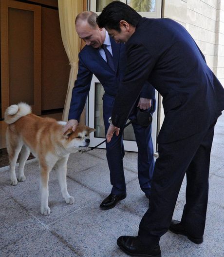 Ông Putin vuốt ve thú cưng.