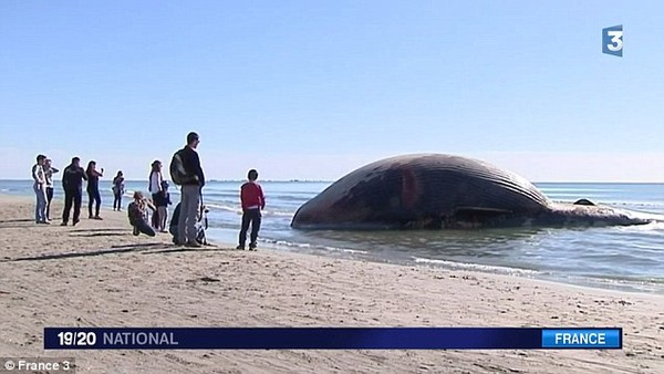 Xác cá voi 15 tấn trực chờ nổ tung trên bờ biển Pháp 2