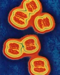 Hình ảnh vi khuẩn gây viêm não mô cầu.