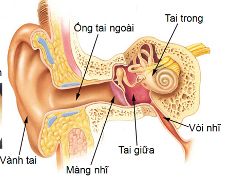 Cấu tạo của tai.