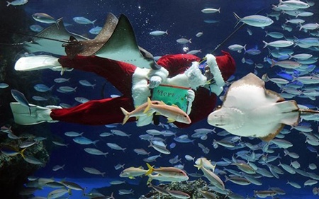 Ông già Noel đón Giáng sinh bên các sinh vật biển tại một thủy cung ở Tokyo