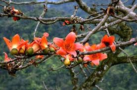 Vỏ cây gạo Vỏ cây gạo