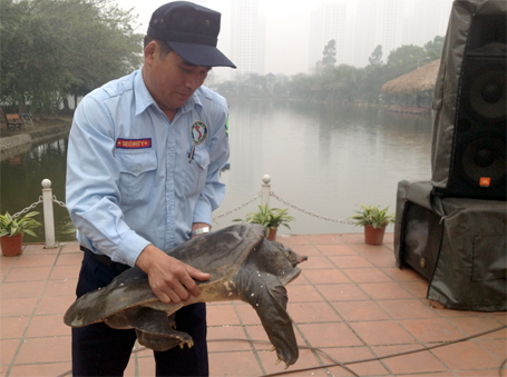 Căn cứ vào chiều dài và cân nặng, ông Đức ước con ba ba Nam Bộ này được khoảng 50 tuổi