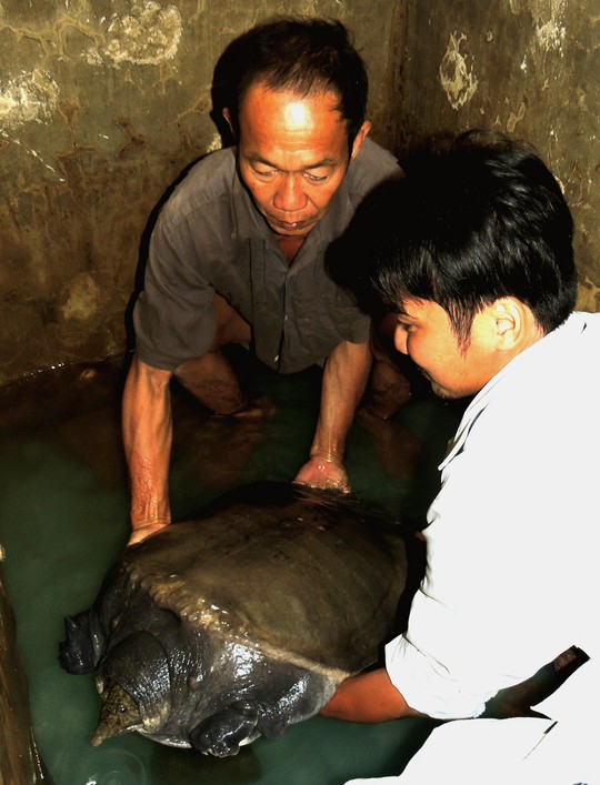 Con cua đinh nặng 23,5 kg vướng câu ngư dân
