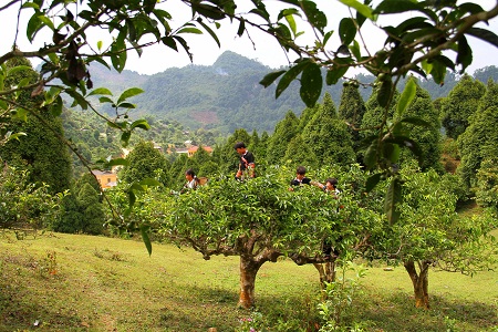 Chè San Tuyết Suối Giàng hàng trăm năm tuổi.