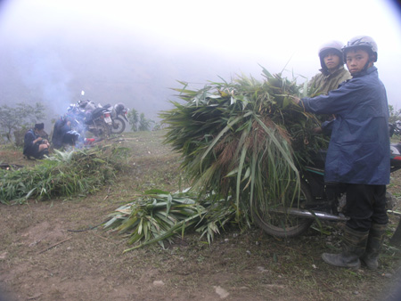 Cắt cỏ tươi làm thực phẩm cho trâu bò chống rét.