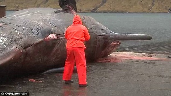 Xác cá voi 15 tấn trực chờ nổ tung trên bờ biển Pháp 3