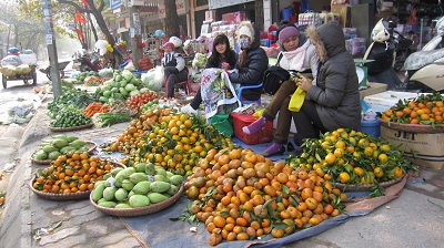 Cam Vạn Yên dần chiếm lĩnh thị trường.