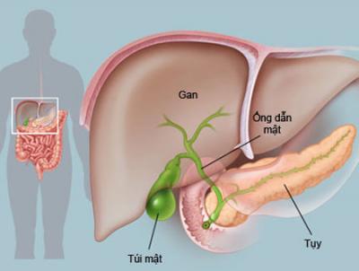 Hệ thống gan - mật - tụy.