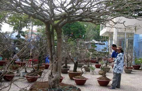 Chiêm ngưỡng những 'siêu cây' tiền tỷ làm náo loạn ngày xuân Chiêm ngưỡng những siêu cây tiền tỷ làm náo loạn ngày xuân