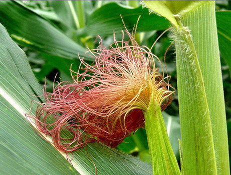 Râu ngô Râu ngô