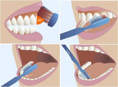 Đặt bàn chải nghiêng một góc 45 độ với hàm răng, chải theo chiều từ chân răng đến mặt nhai