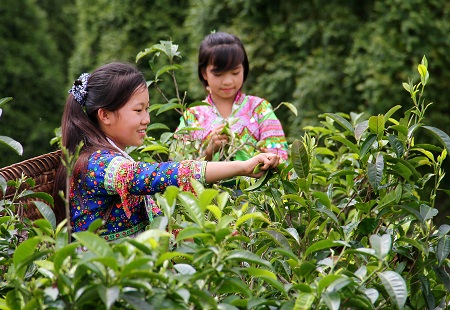 Việc thu hái chè cũng hoàn toàn thủ công.