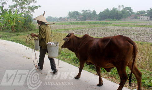 Vật 4 chân ‘tự tử’ ở Bắc Giang: 50 nhà khoa học tìm lời giải!