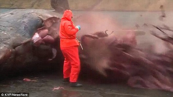 Xác cá voi 15 tấn trực chờ nổ tung trên bờ biển Pháp 4