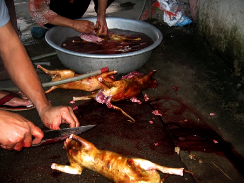 cỗ cưới, thịt chuột, thịt mèo, thịt chó cỗ cưới, thịt chuột, thịt mèo, thịt chó