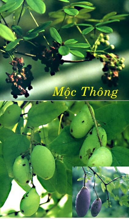 Mộc thông